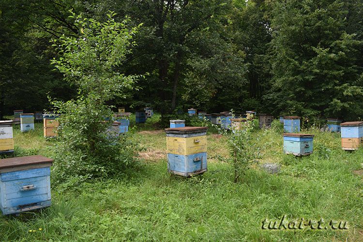 «В этом году лето не для пчел»