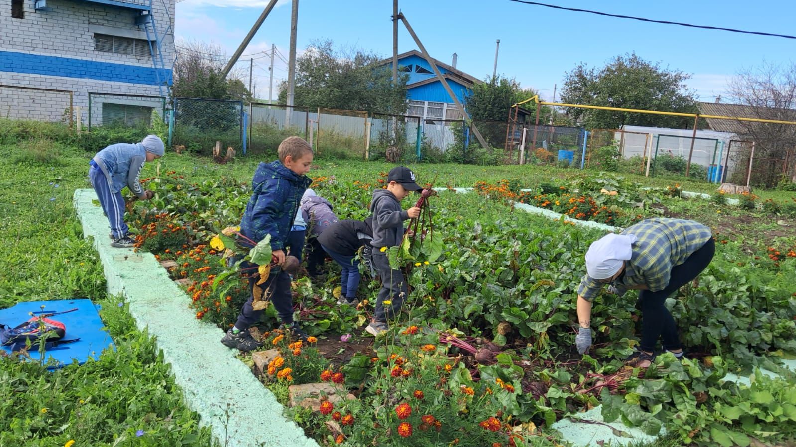 Балалар сугышчылар өчен махсус яшелчә үстерделәр