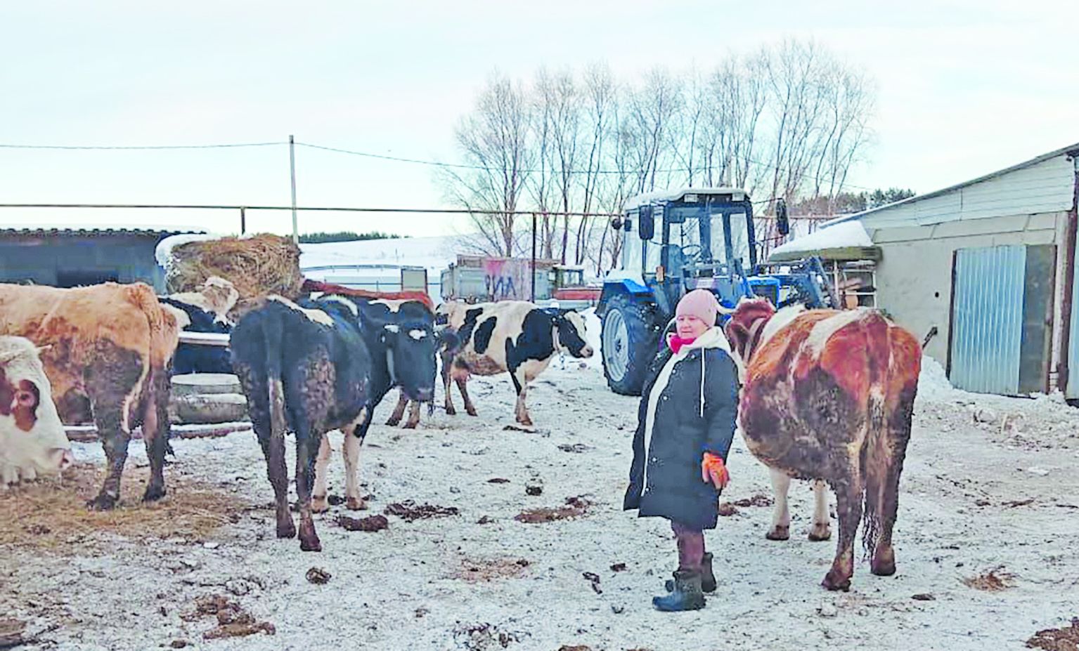 Корова на дворе – еда на столе