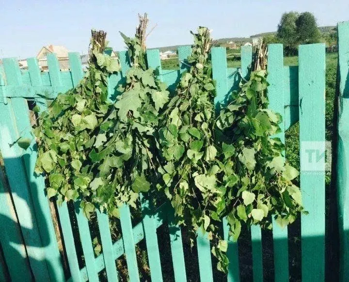 Каен себеркесе әзерләү серләре