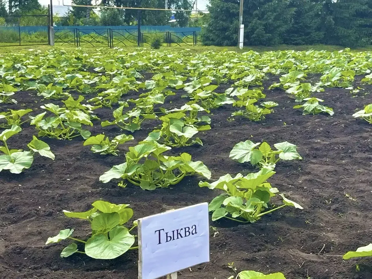 Комиссия оценила пришкольные участки Тукаевского района