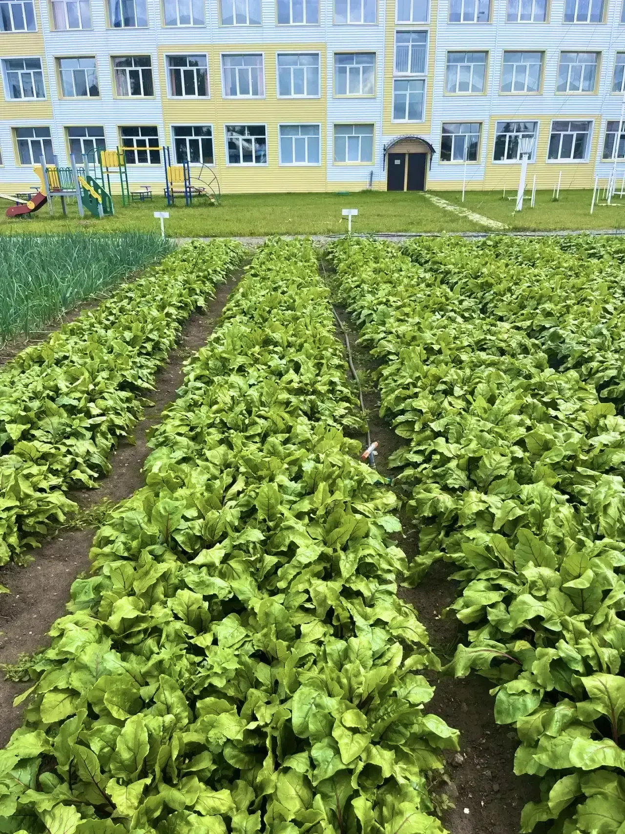 Комиссия оценила пришкольные участки Тукаевского района