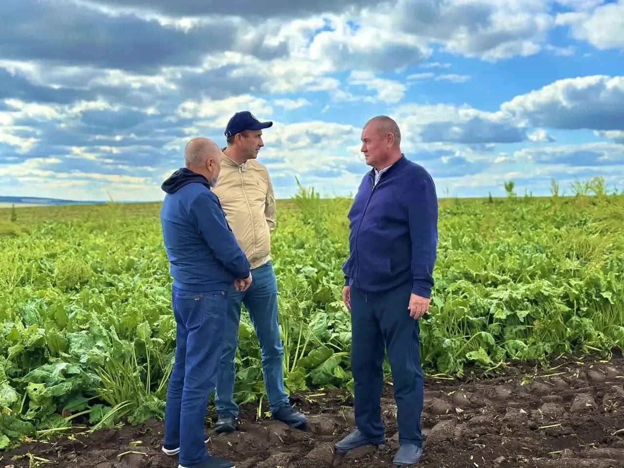 «Кама» агрофирмасында шикәр чөгендерен җыю башланды