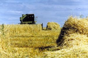 Сельхозпредприятия Тукаевского района вошли в число лидеров