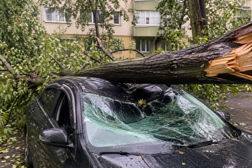 Агач авып, машинага зыян килсә нишләргә?