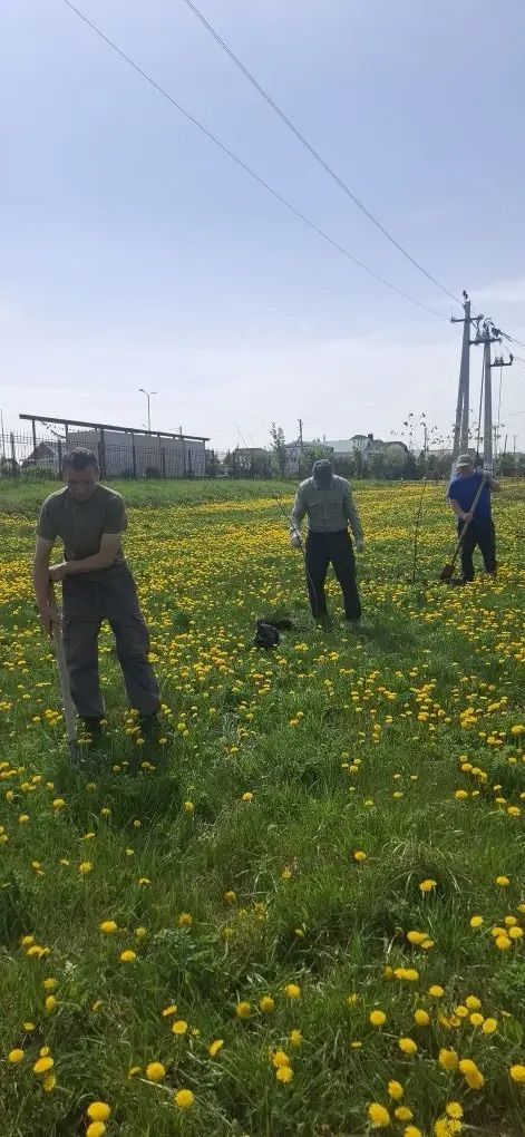 Иске Җирекледә агачлар утырттылар