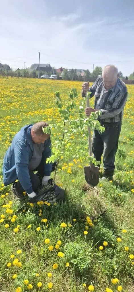 Иске Җирекледә агачлар утырттылар