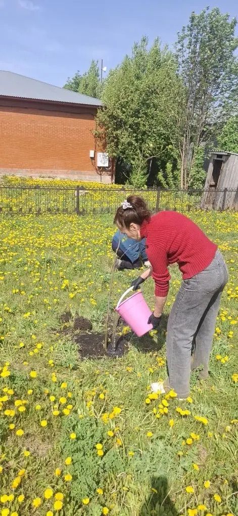 Иске Җирекледә агачлар утырттылар