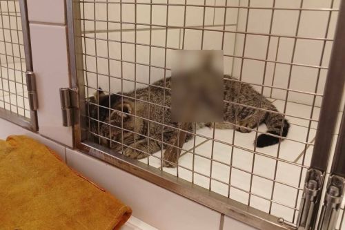 В Челнах проводится проверка по факту жестокого обращения с кошкой