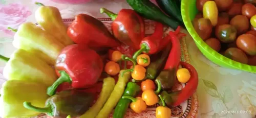 Яңа Байларның үрнәк хуҗабикәсе Фәйрүзә Вәҗиевадан мул уңыш серләре