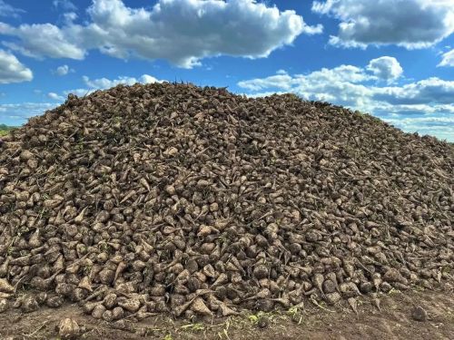 «Кама» агрофирмасында шикәр чөгендерен җыю башланды