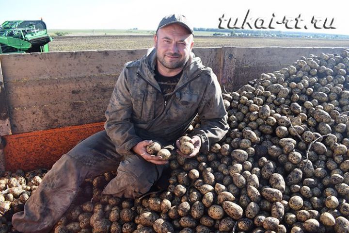 «Миңнеханов» крестьян-фермер хужалыгында бәрәңгенең гектарыннан уртача 300 центнер уңыш алалар