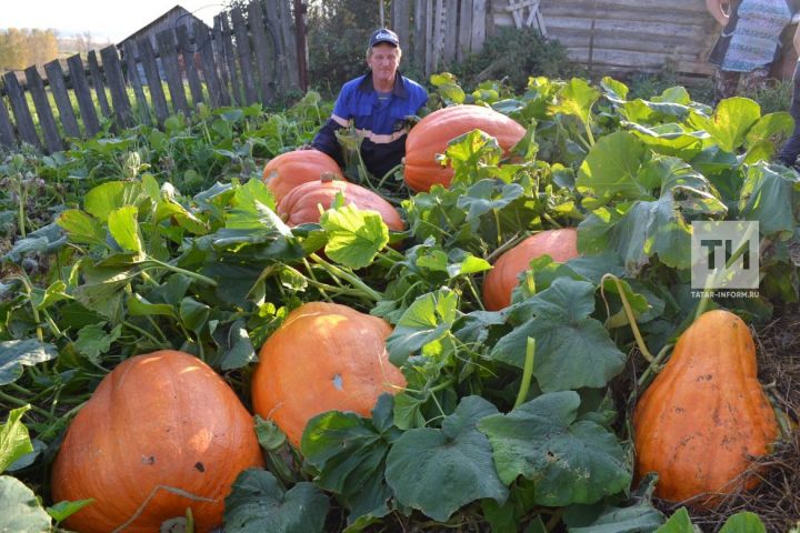 В Татарстане в первую субботу сентября будут отмечать новый праздник – День садовода