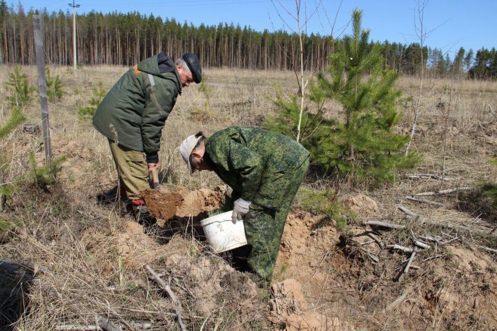 Татарстан урманнарны торгызуга өстәмә финанслау алды