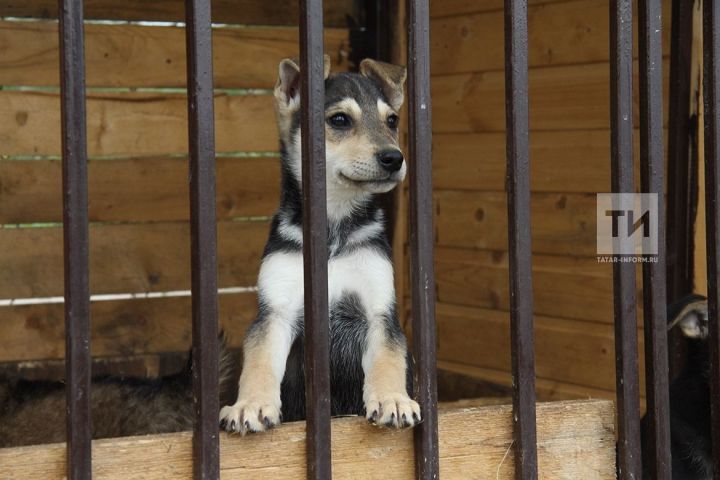 Россиядә йорт хайваннарын мәрхәмәтсез мөгамәлә өчен хуҗаларыннан тартып алачаклар