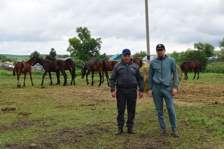 Лошадь друг человека: возрождение традиций коневодства в Татарстане