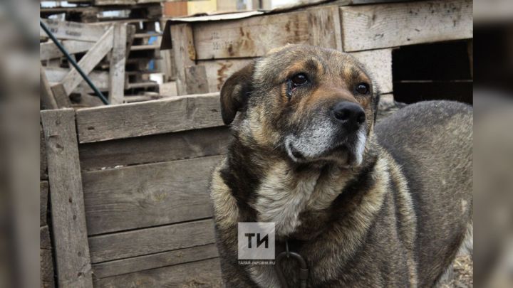Хуҗасыз хайваннар һөҗүме яки авырулар очрагында Татарстанда нинди чаралар күреләчәк