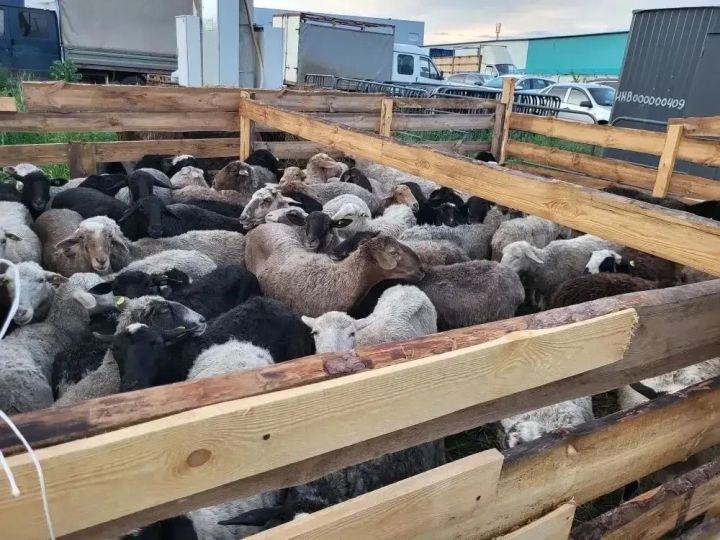 В Тукаевском районе ветеринары проверили более 1400 животных к празднику Курбан-байрам