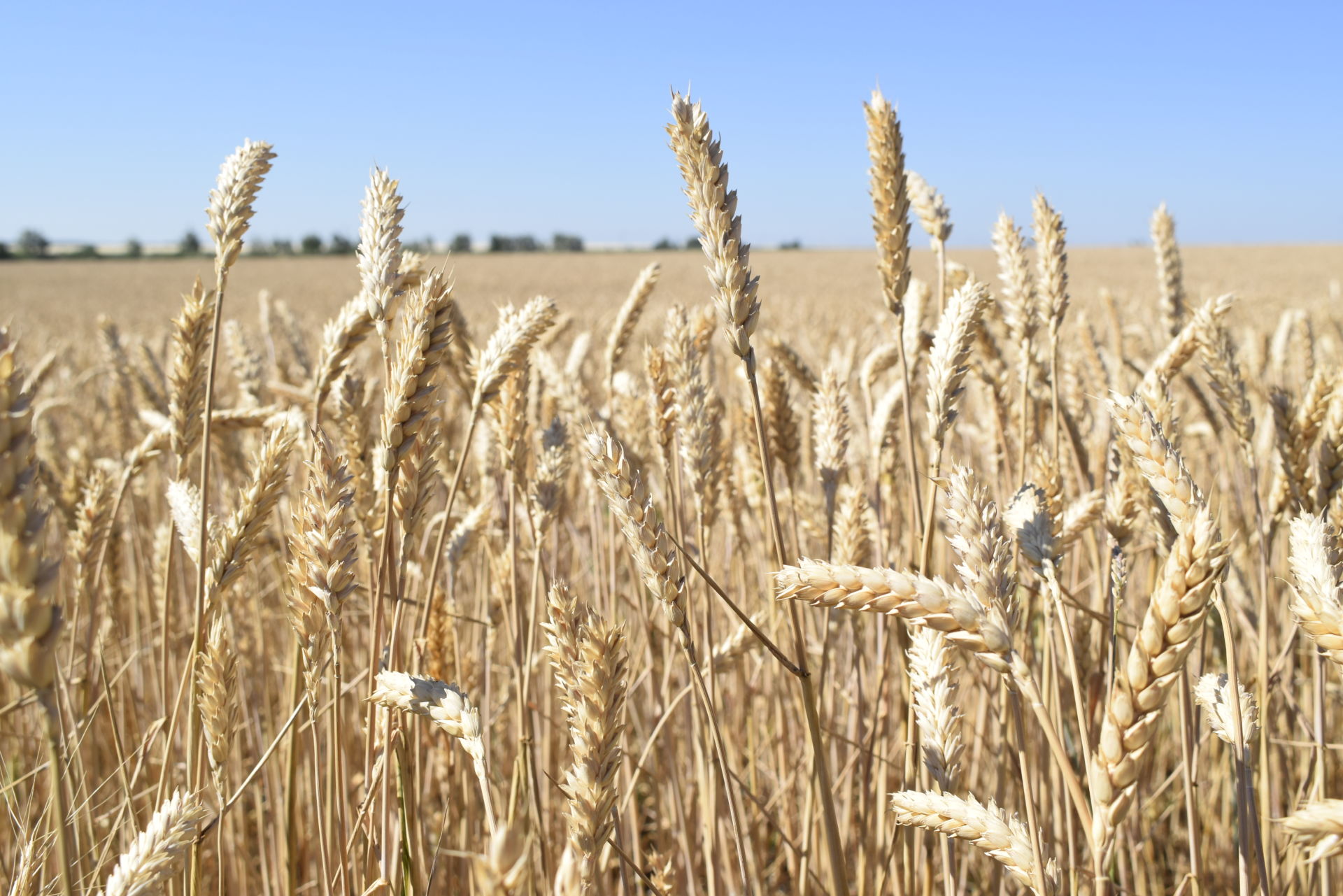 Пшеничная площадь. Пшеница Северного Казахстана. Пшеница Казахстанская 126. Растениеводство пшеница. Пшеница подорожала.