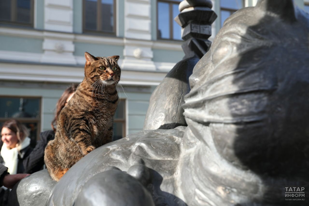«Судьба Кота казанского»: зарабатываем на бренде, пока городские коты живут в подвалах