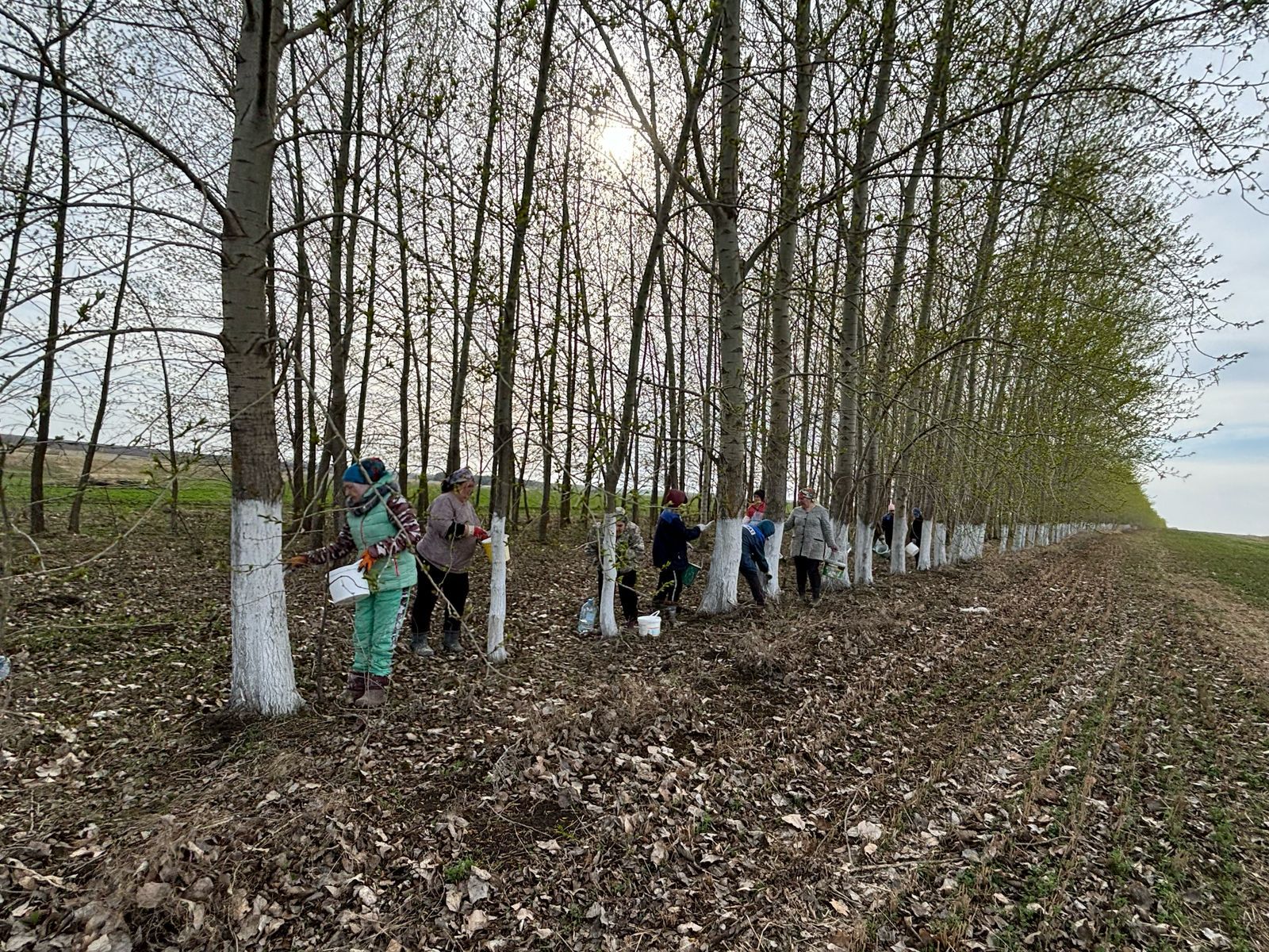 Иске Абдул җирлегендә масштаблы өмә узды