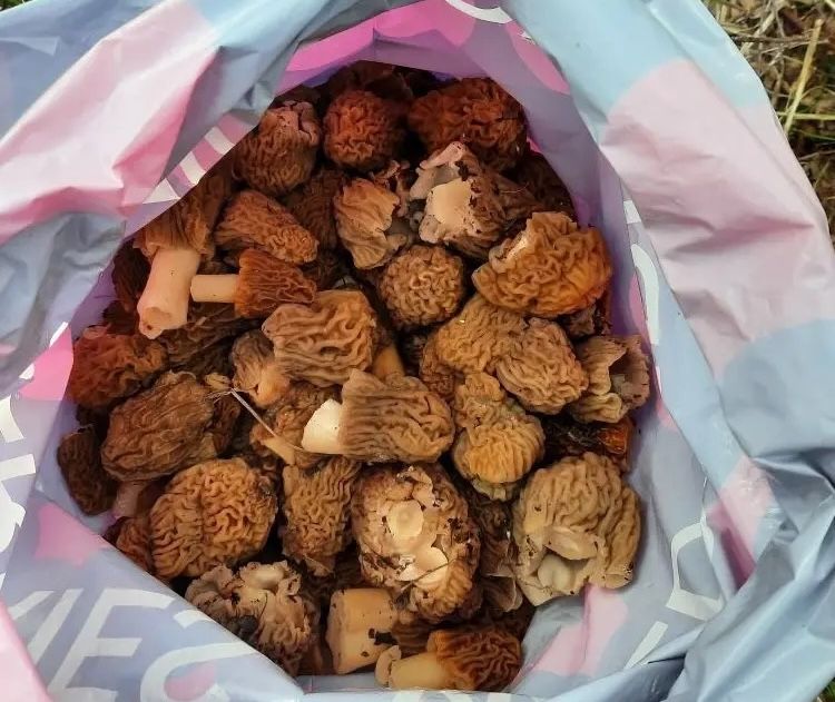 Кәҗә гөмбәсен (сморчки) җыеп алып кайткач та ашарга тәмле