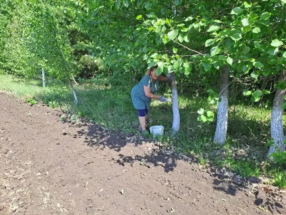 Иске Җирекледә юл буендагы агачларны агарттылар