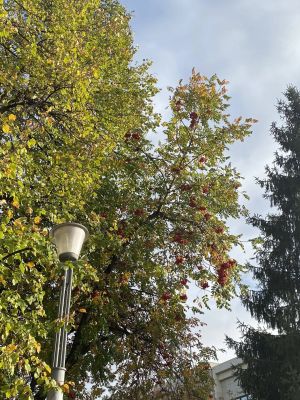 7 октябрьдә Татарстанда һава +16 градуска кадәр җылыначак