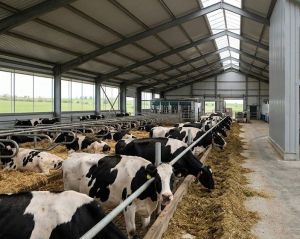 Тукай районында хайваннар арасында куркыныч йогышлы авыруларны булдырмау чаралары көчәйтелде