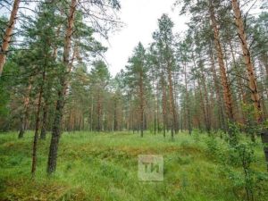 В Татарстане проведено лесовосстановление на площади 1727 гектаров
