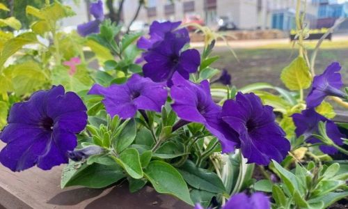 Бүген республикада кабат яңгырлы һәм җилле көн булачак