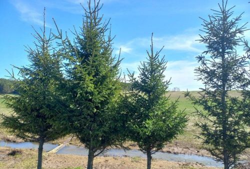 Татарстанда бүген +26˚кадәр җылытачак