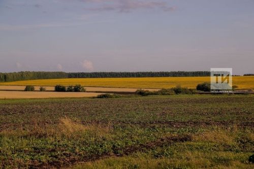 Обрезка малины