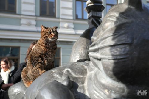 «Судьба Кота казанского»: зарабатываем на бренде, пока городские коты живут в подвалах