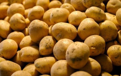 Картошка в 2025 году: Как выбрать лучшие сорта и ухаживать за ними
