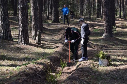 Киләчәк өчен 2000 агач: Тукай районында зур күләмдә чыршы утырту узды
