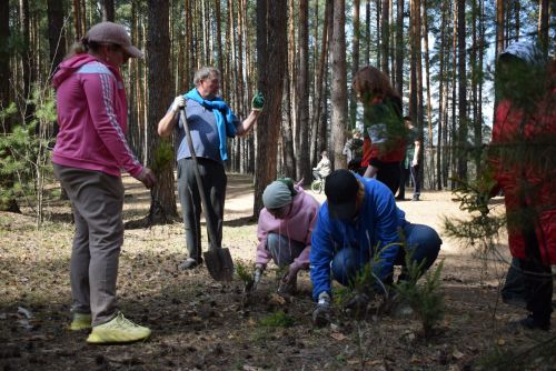 Киләчәк өчен 2000 агач: Тукай районында зур күләмдә чыршы утырту узды