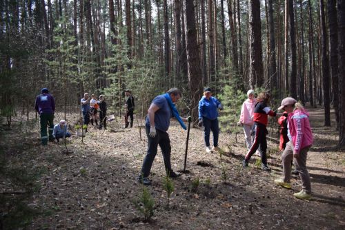 2000 деревьев для будущего: в Тукаевском районе прошла масштабная посадка елей