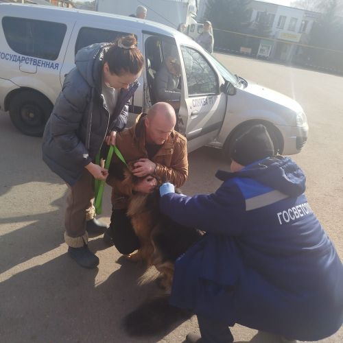 Этләрне теркәү һәм чиплаштыру буенча эш дәвам итә