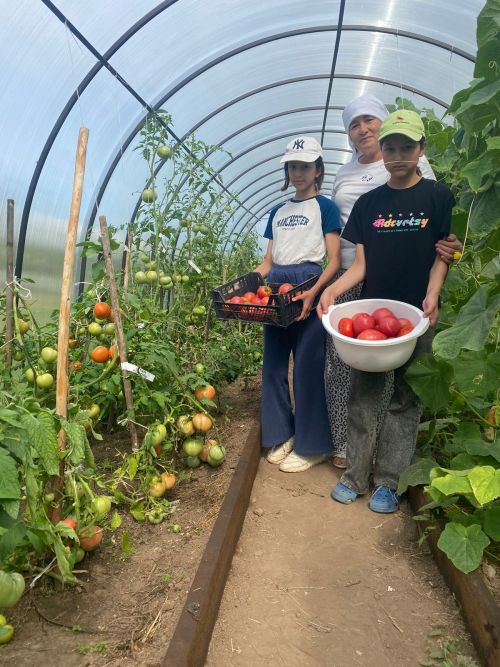 Эре помидор үстерү серен беләсең киләме?