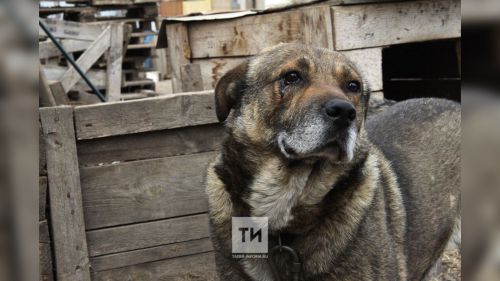 Хуҗасыз хайваннар һөҗүме яки авырулар очрагында Татарстанда нинди чаралар күреләчәк