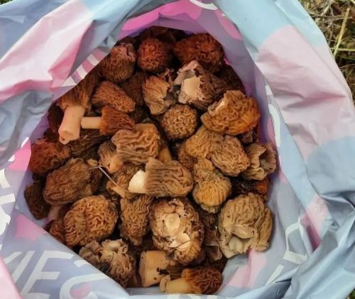 Кәҗә гөмбәсен (сморчки) җыеп алып кайткач та ашарга тәмле
