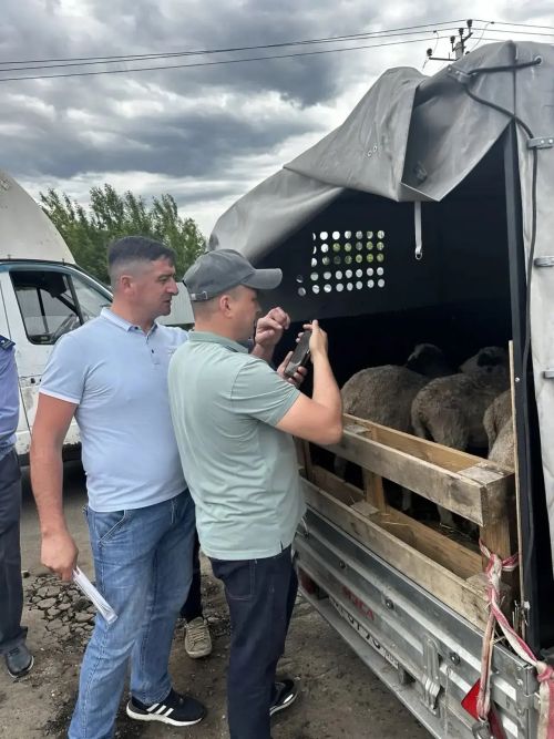 Тукай районында Корбан гаете алдыннан 1400дән артык мал тикшерелгән