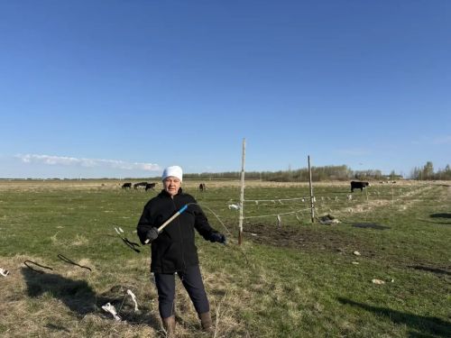 Иске Абдул авыл җирлеге башлыгы Резидә Сафина көтүгә үзе чыккан