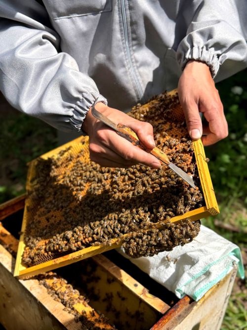 Закировлар гаиләсенең баллы эше