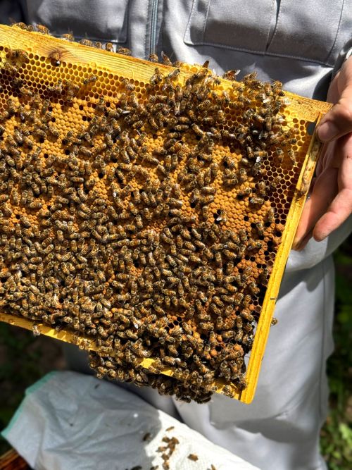 Закировлар гаиләсенең баллы эше