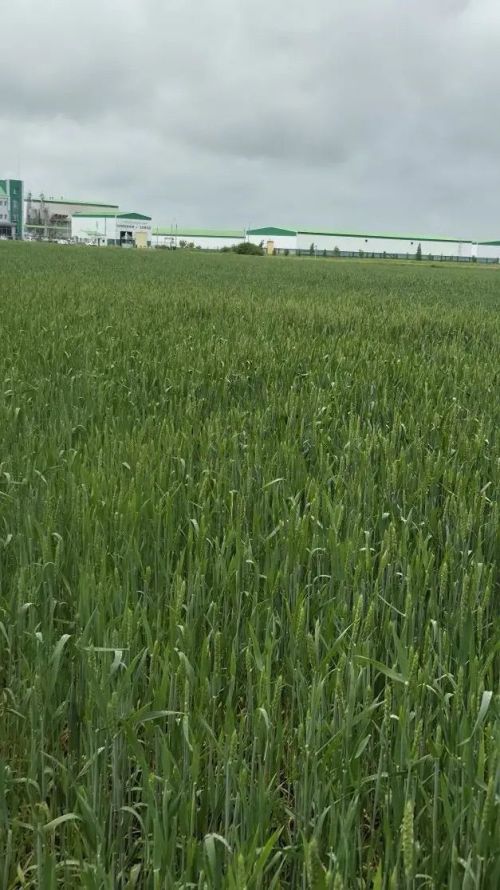 Районда кырларны тикшерү рейдлары башланды