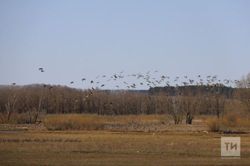 Татарстанда кошларга көзге ау сезоны ачылды