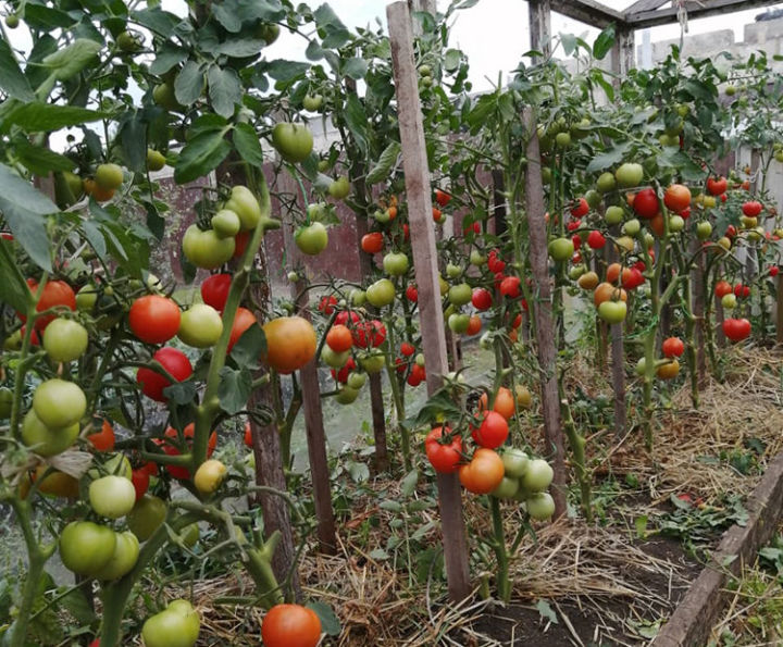 Секреты&nbsp;выращивания&nbsp;помидоров