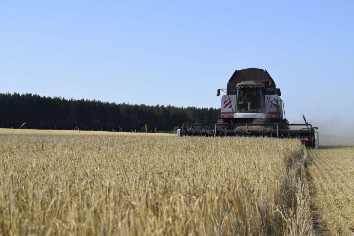 Тукай районында урып-җыю эшләре тәмамлану алдында